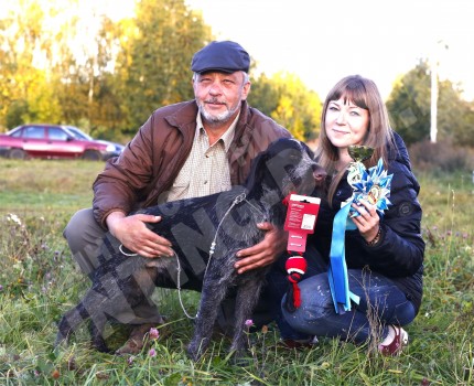 Мы и питомцы